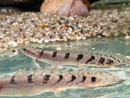 Zaire Flösselhecht Polypterus delhezi
