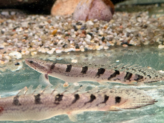 Zaire Flösselhecht Polypterus delhezi