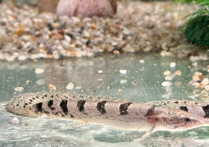 Zaire Flösselhecht Polypterus delhezi