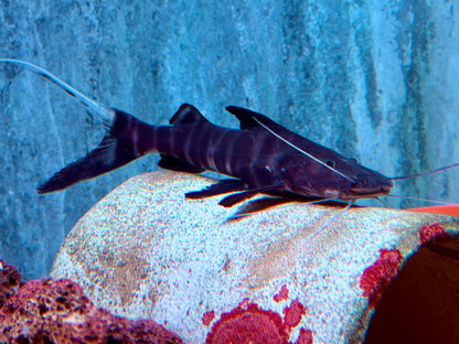 Zebra Antennenwels Brachyplatystoma juruense 10-12 cm