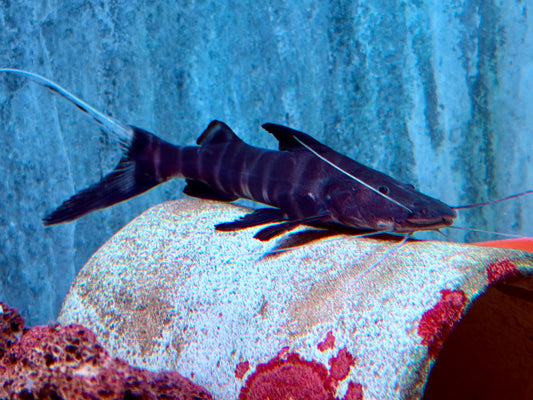 Zebra Antennenwels Brachyplatystoma juruense 10-12 cm