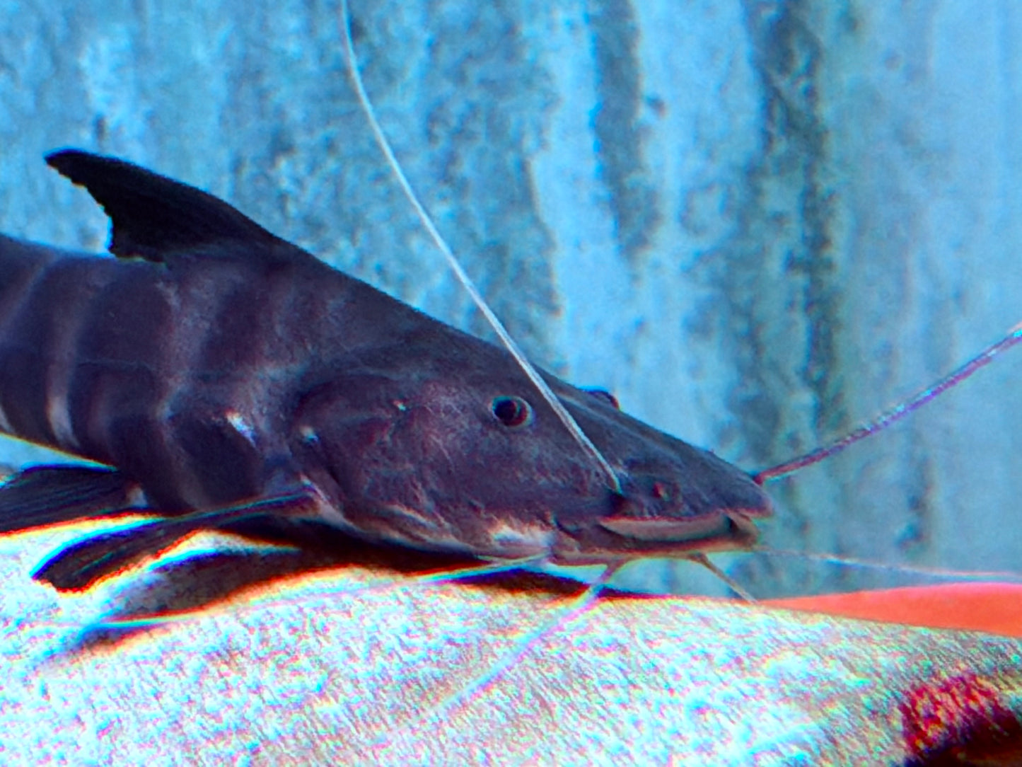Zebra Antennenwels Brachyplatystoma juruense 10-12 cm