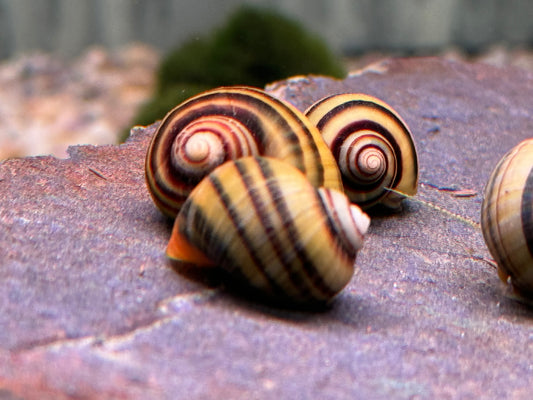Zebra Apfelschnecke Asolene spixi