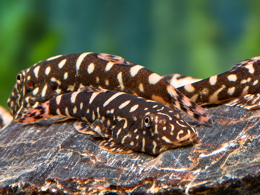 Zebra Flossensauger Pseudogastromyzon I Gastromyzon zebrinus