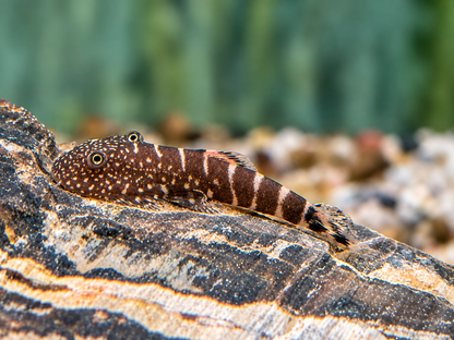 Zebra Flossensauger Pseudogastromyzon I Gastromyzon zebrinus