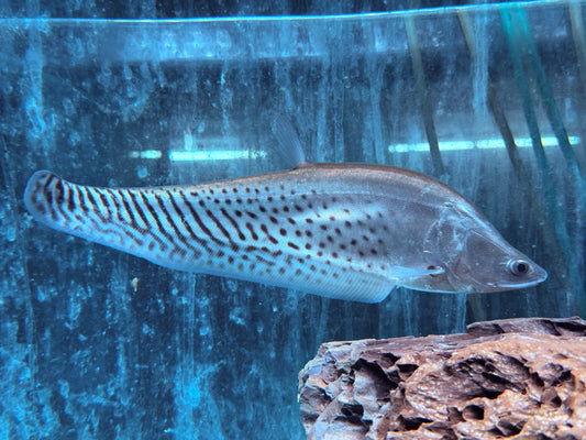 Zebra Messerfisch Chitala blanci 25-30 cm