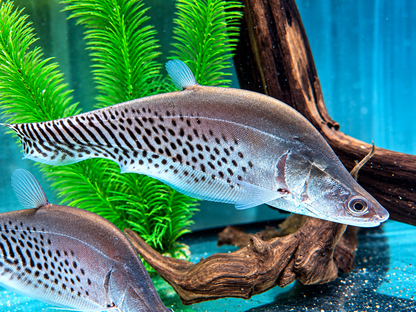 Zebra Messerfisch Chitala blanci 25-30 cm