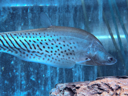 Zebra Messerfisch Chitala blanci 25-30 cm