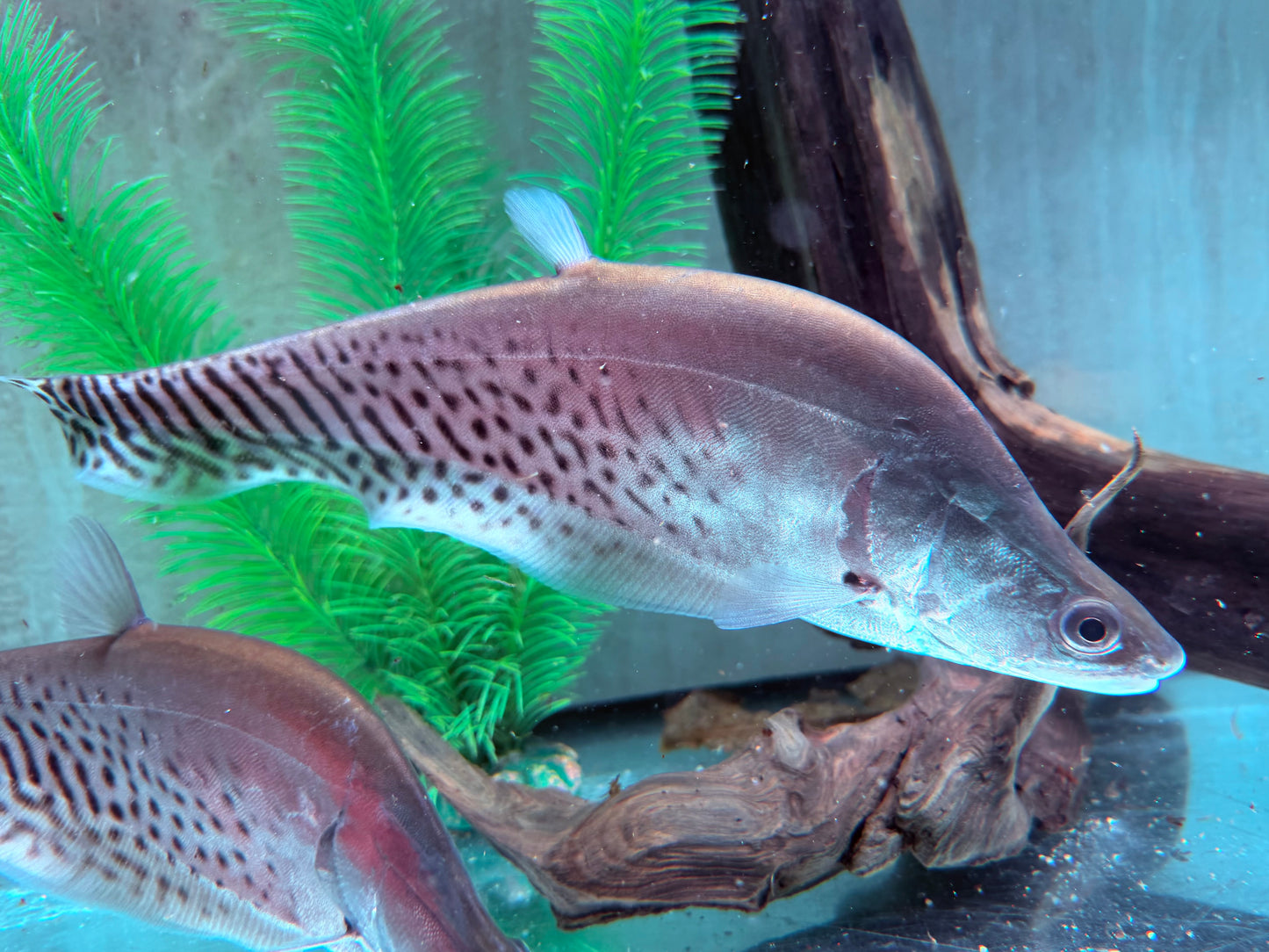 Zebra Messerfisch Chitala blanci 25-30 cm