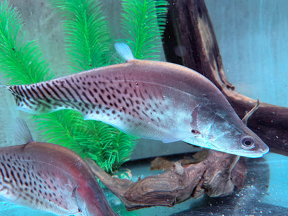 Zebra Messerfisch Chitala blanci 25-30 cm