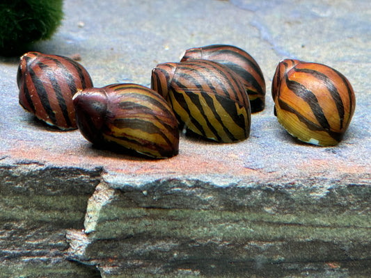 Zebra Rennschnecke Vittina Neritina turrita