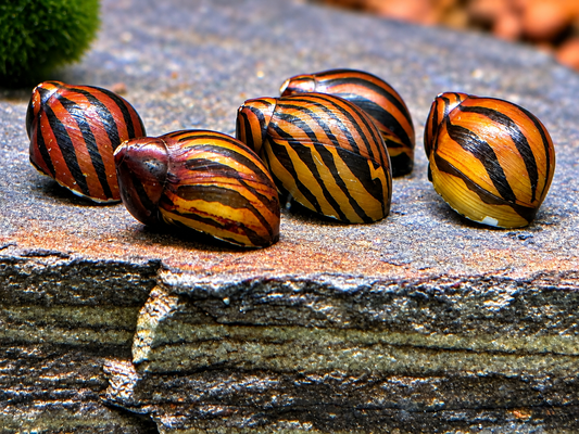 Zebra Rennschnecke Vittina Neritina turrita