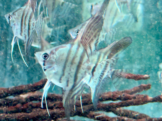 Zebra Skalare Pterophyllum scalare