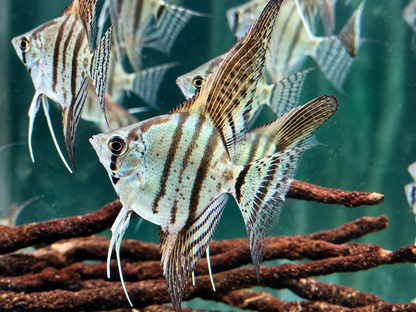 Zebra Skalare Pterophyllum scalare