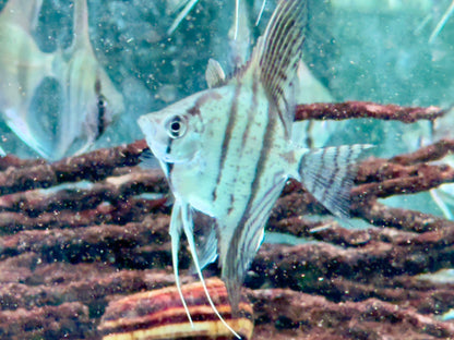 Zebra Skalare Pterophyllum scalare
