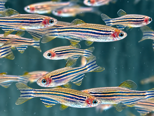 Zebrabärbling Brachydanio Danio rerio