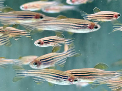 Zebrabärbling Brachydanio Danio rerio