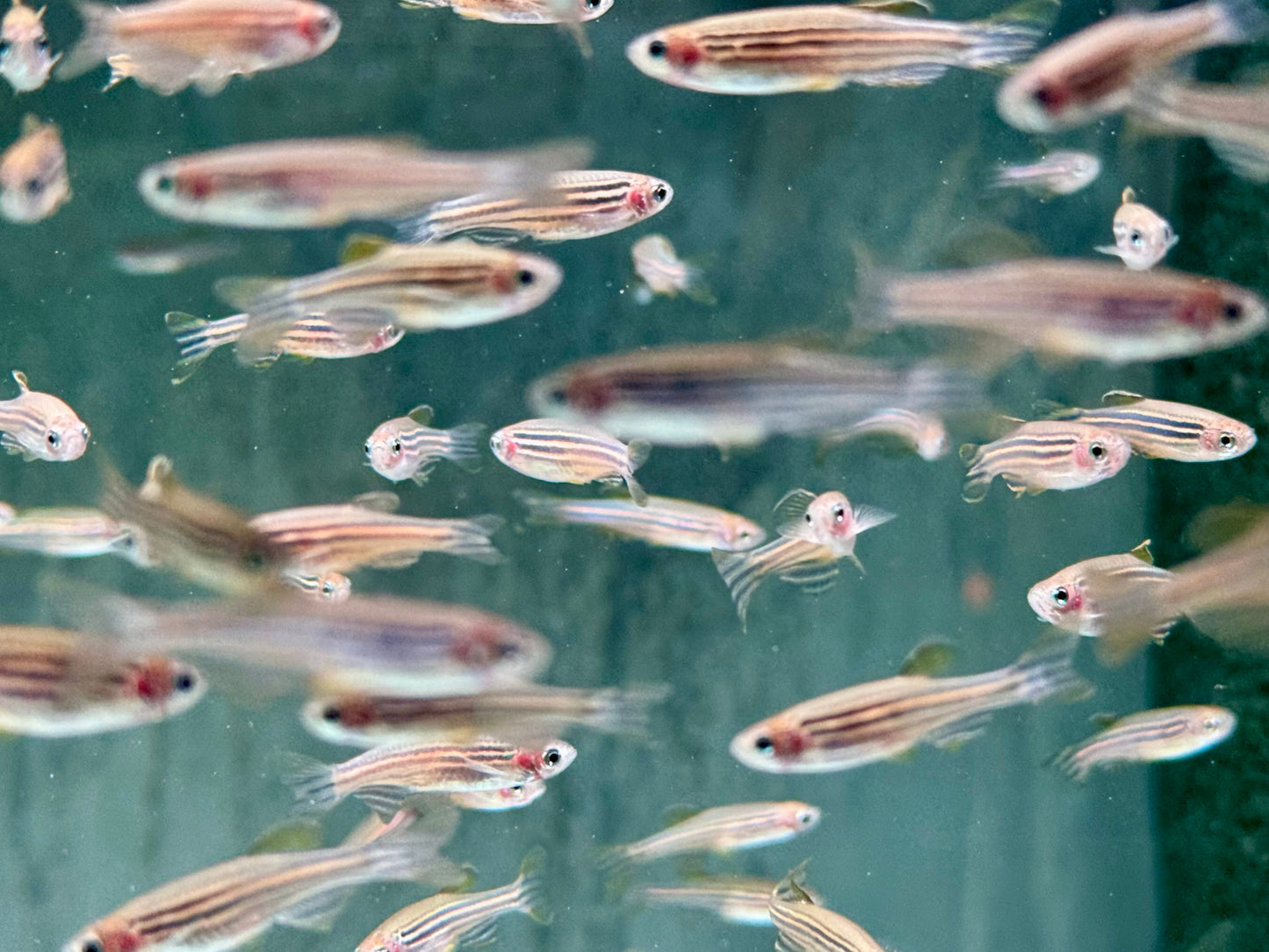 Zebrabärbling Brachydanio Danio rerio