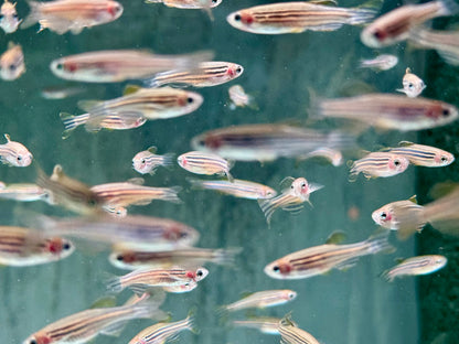 Zebrabärbling Brachydanio Danio rerio