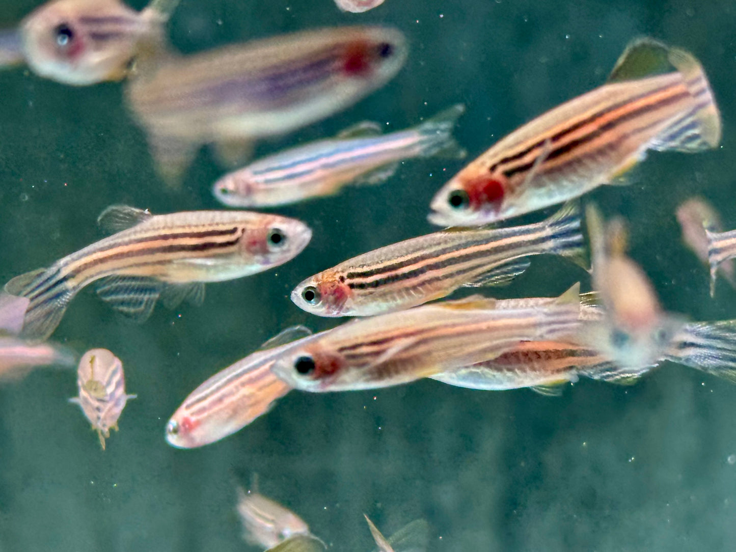 Zebrabärbling Brachydanio Danio rerio