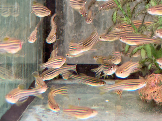 Zebrabärbling Brachydanio Danio rerio