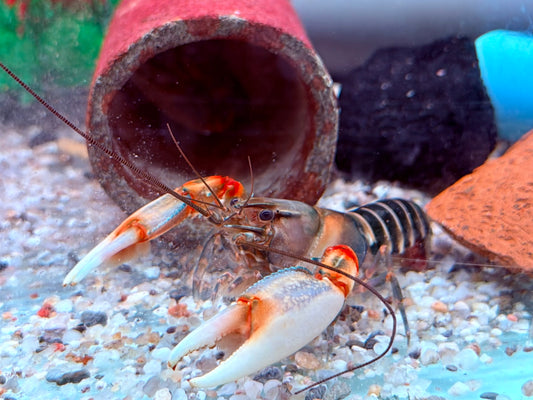 Zebrakrebs Cherax peknyi