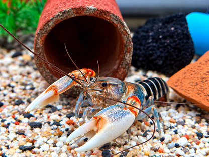 Zebrakrebs Cherax peknyi