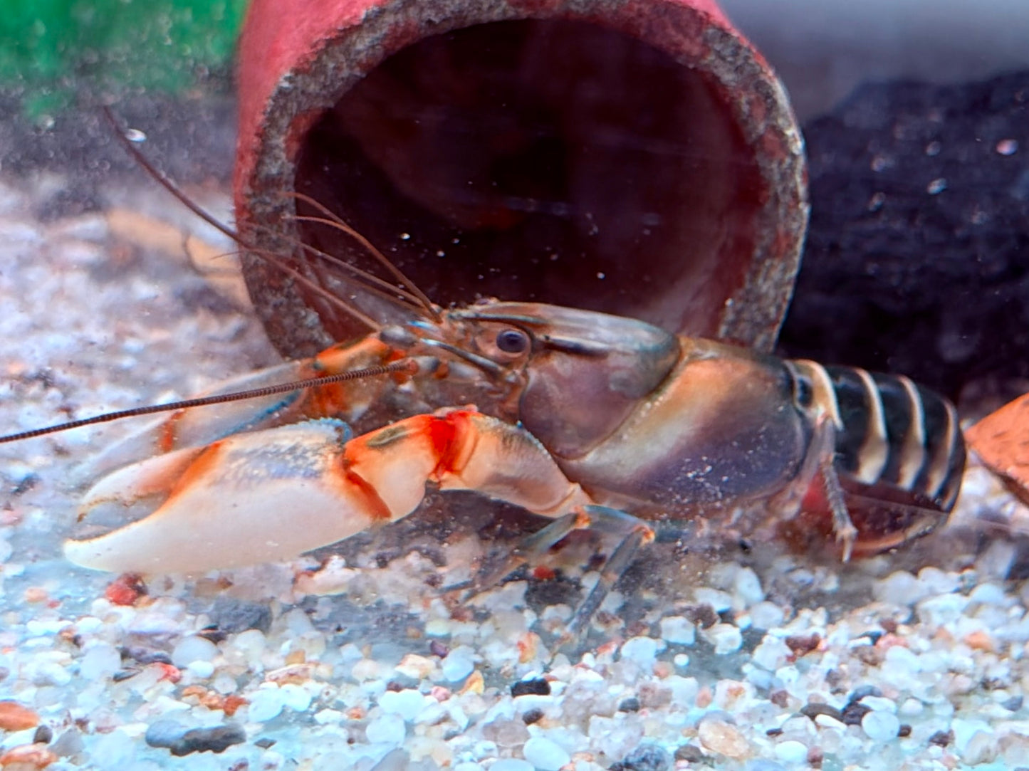 Zebrakrebs Cherax peknyi