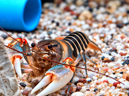 Zebrakrebs Cherax peknyi