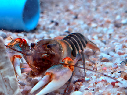Zebrakrebs Cherax peknyi