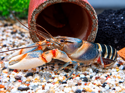 Zebrakrebs Cherax peknyi
