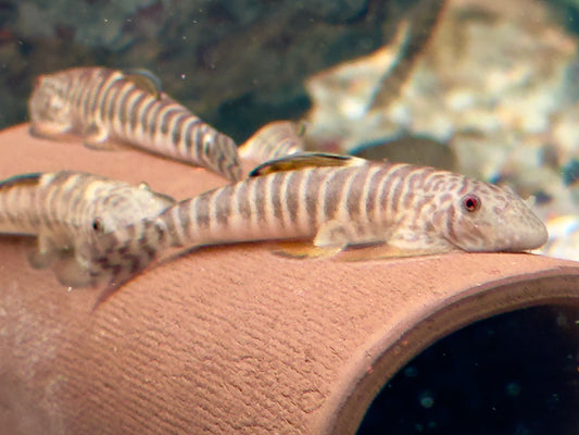 Zebrastreifen Flossensauger Pseudogastromyzon fangi