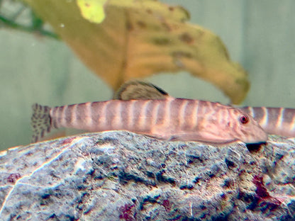Zebrastreifen Flossensauger Pseudogastromyzon fangi