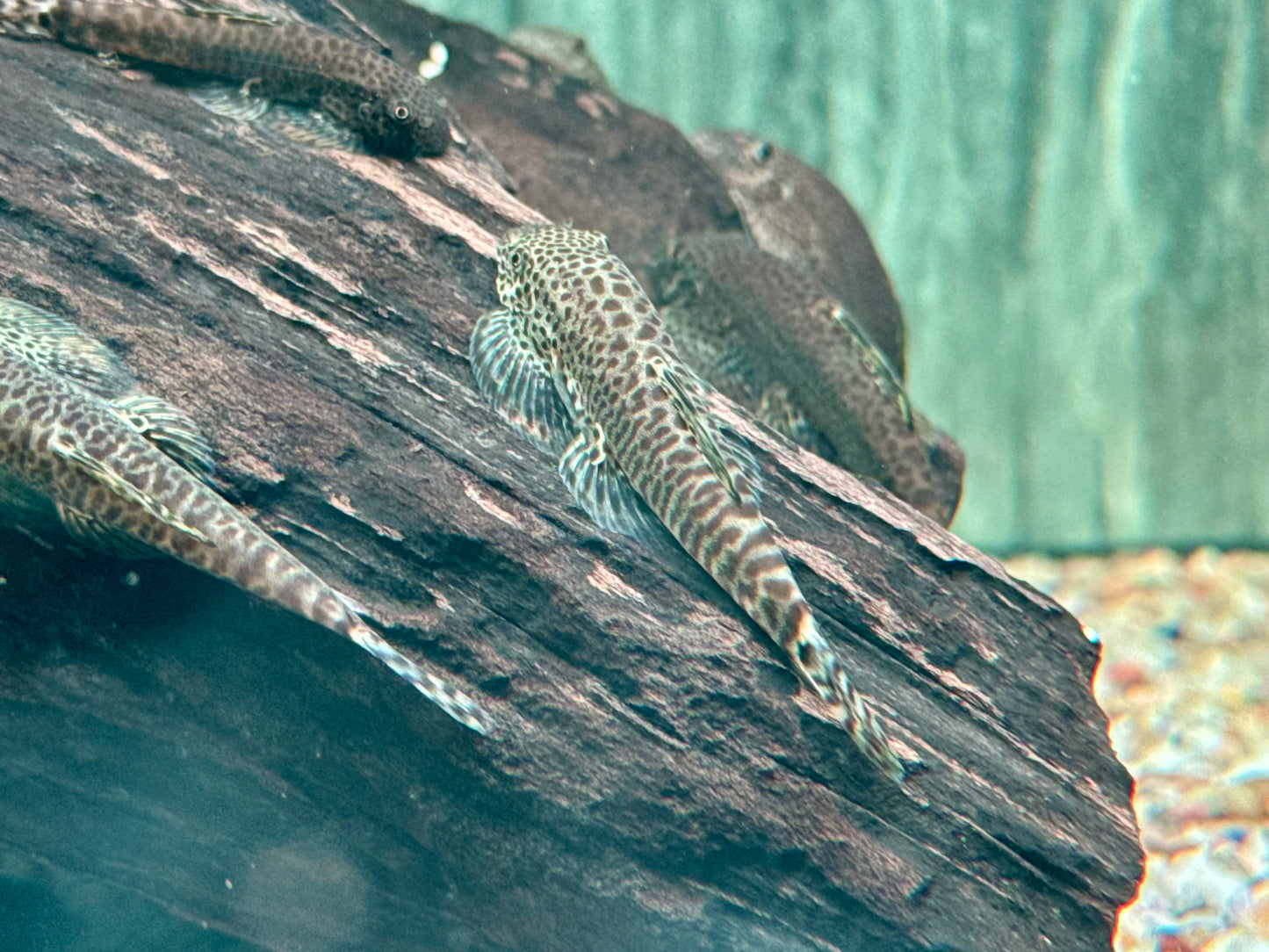 Zebrastreifen Flossensauger Pseudogastromyzon fangi