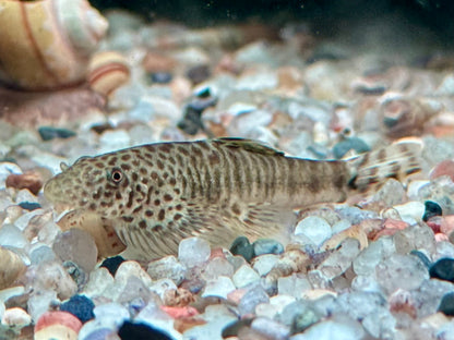 Zebrastreifen Flossensauger Pseudogastromyzon fangi
