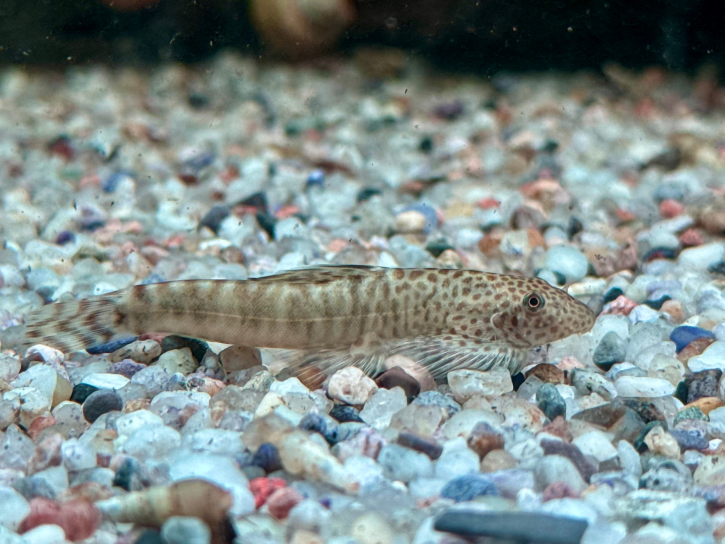 Zebrastreifen Flossensauger Pseudogastromyzon fangi