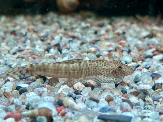 Zebrastreifen Flossensauger Pseudogastromyzon fangi