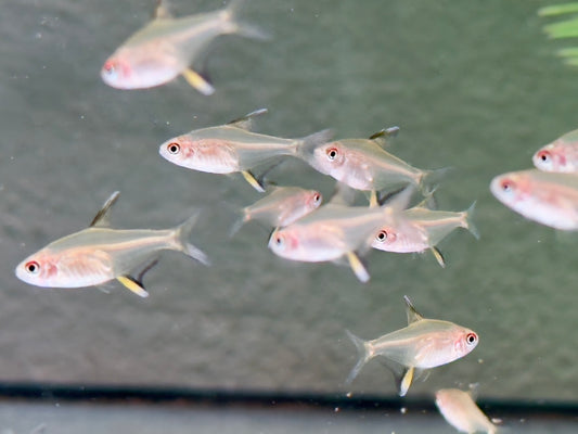 Zitronensalmler Hyphessobrycon pulchripinnis