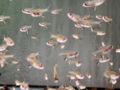 Zitronensalmler Hyphessobrycon pulchripinnis