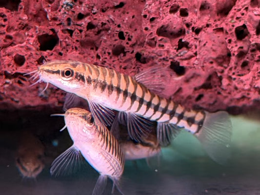 Zwerg-Tigerschmerle Yunnanilus pulcherrimus