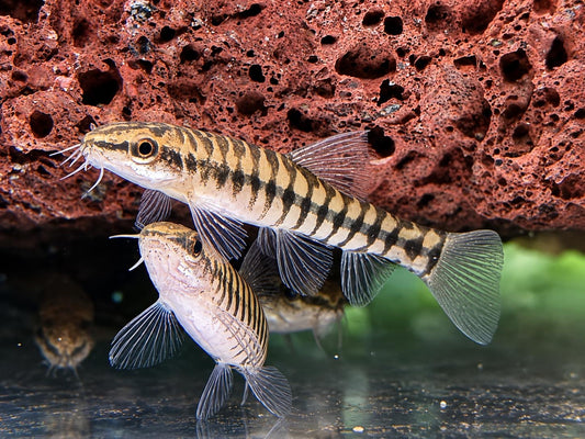 Zwerg-Tigerschmerle Yunnanilus pulcherrimus