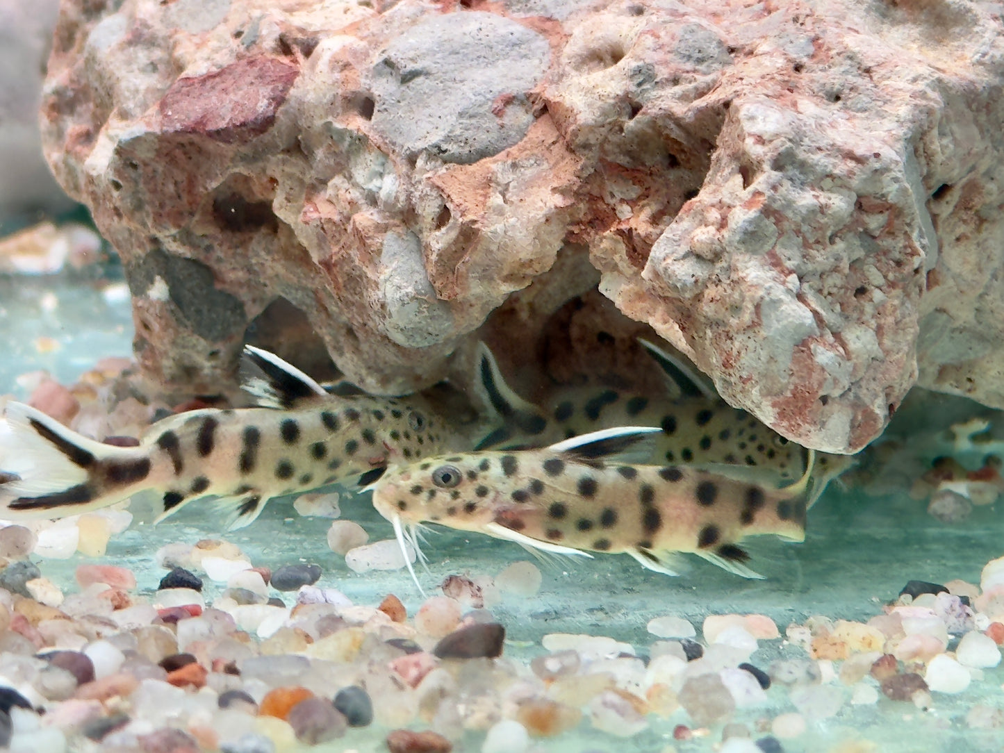 Zwerg Fiederbartwels Synodontis lucipinnis