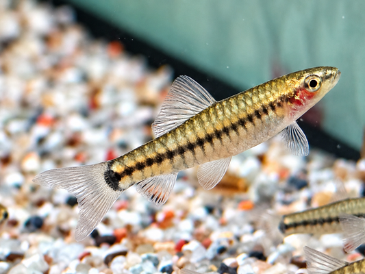 Zwerg Tigerschmerle Yunnanilus cruciatus