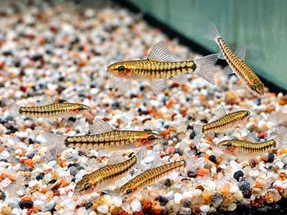 Zwerg Tigerschmerle Yunnanilus cruciatus