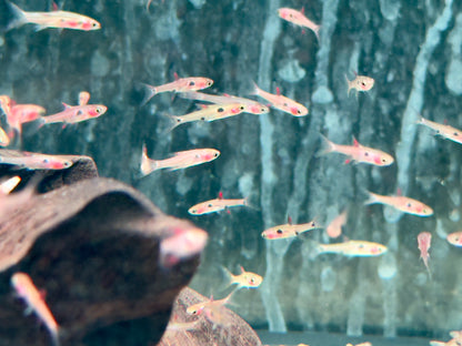 Zwergbärbling Boraras maculatus