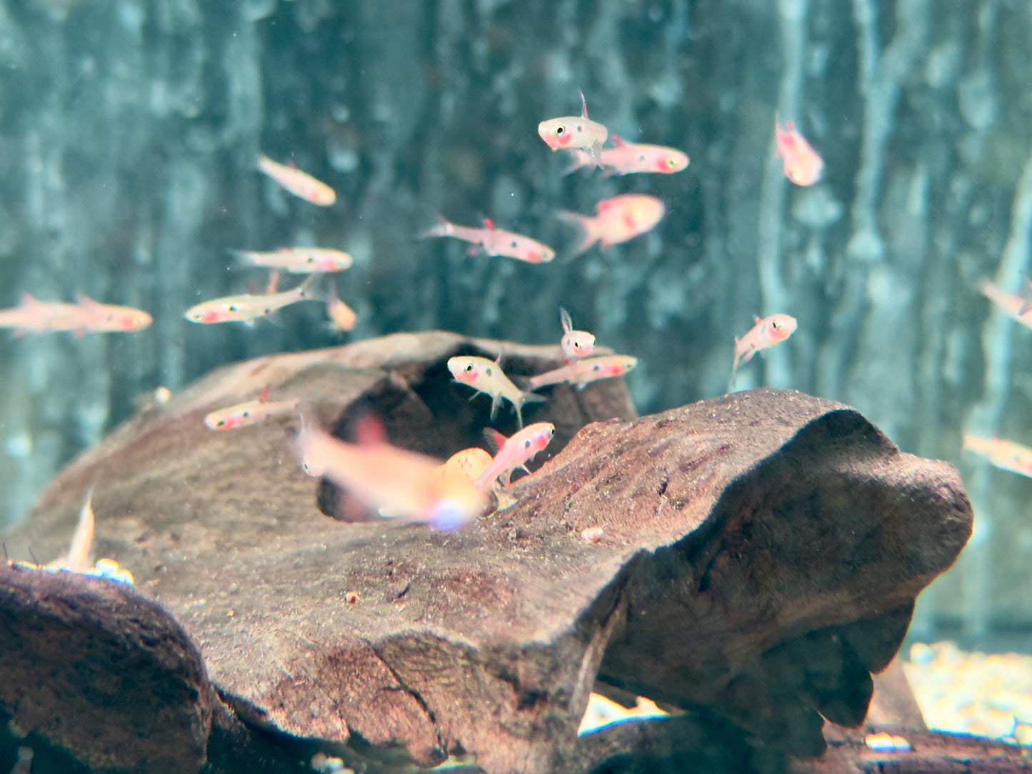 Zwergbärbling Boraras maculatus