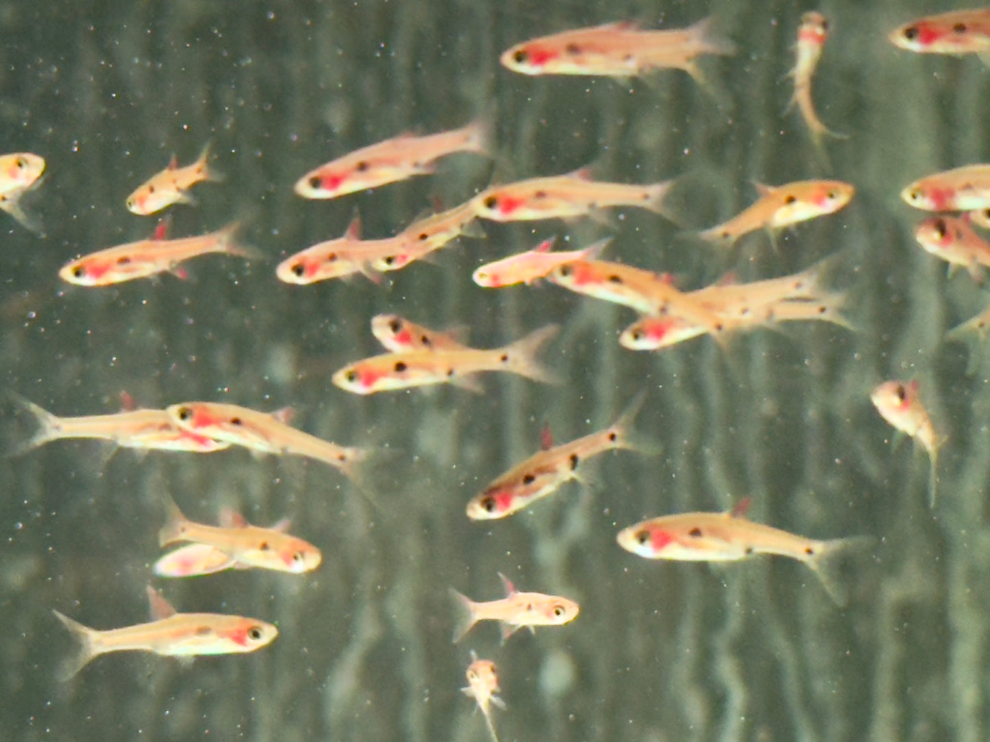 Zwergbärbling Boraras maculatus