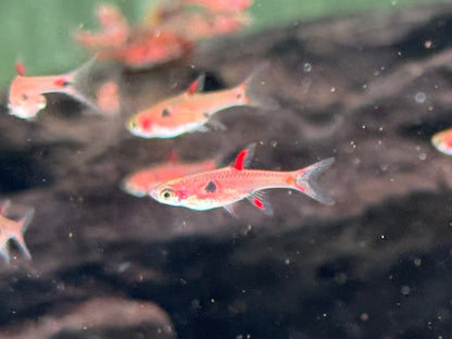 Zwergbärbling Boraras maculatus