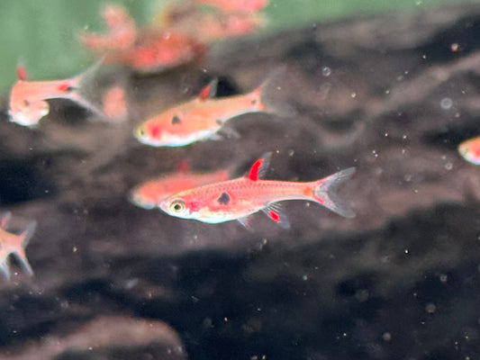 Zwergbärbling Boraras maculatus