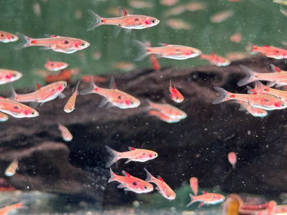 Zwergbärbling Boraras maculatus